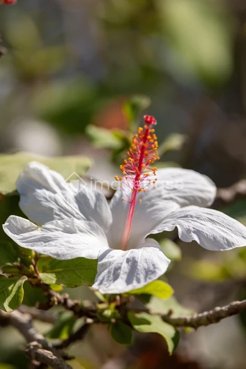 White Hibiscus Bloom