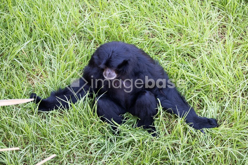 Gibbon Resting on Grass