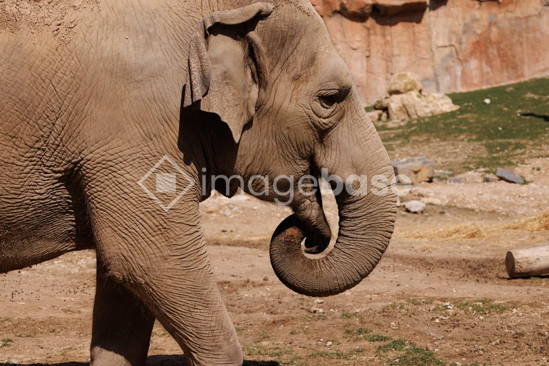 Elephant in Natural Habitat