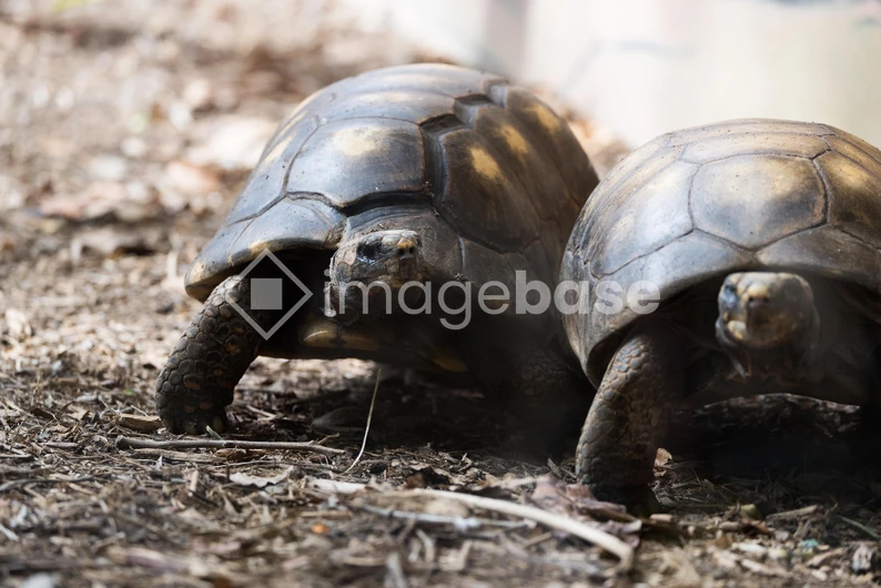 Pair of Tortoises
