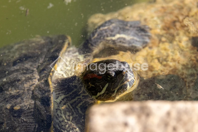 Turtle in a Pond