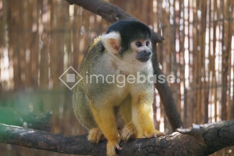 Squirrel Monkey on a Branch