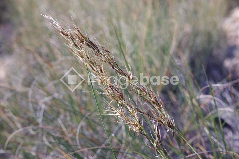 Close-up of Grassy Plant