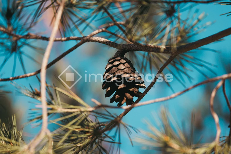 Pine Cone in Nature