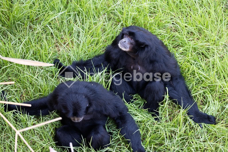 Pair of Black Monkeys in Grass