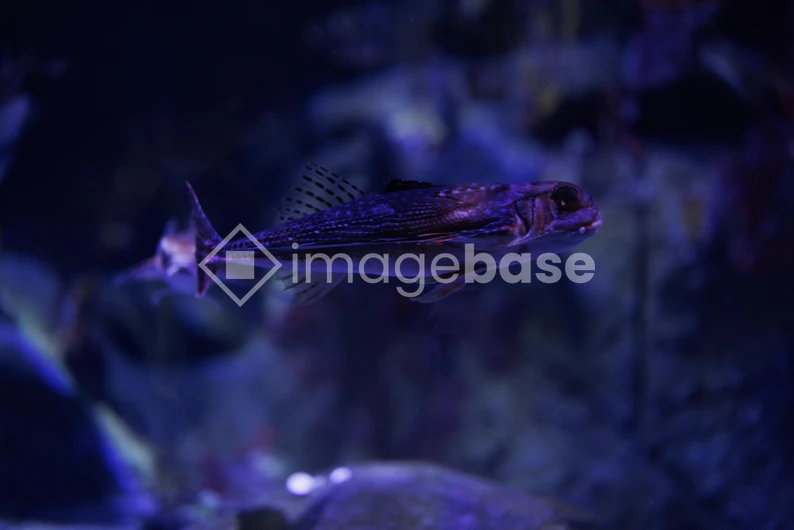 Underwater Fish