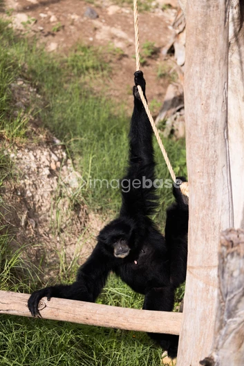 Primate Hanging on Rope