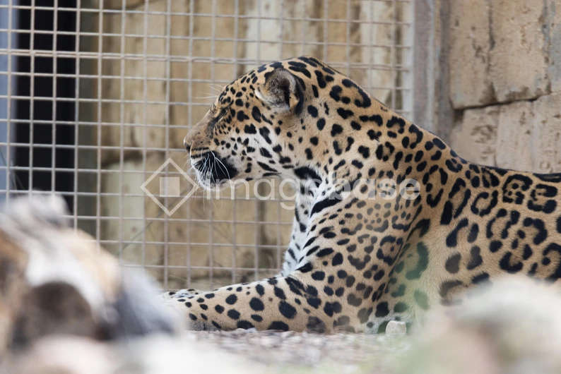 Jaguar Resting in Enclosure