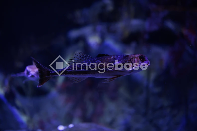 Mysterious Fish in Deep Waters