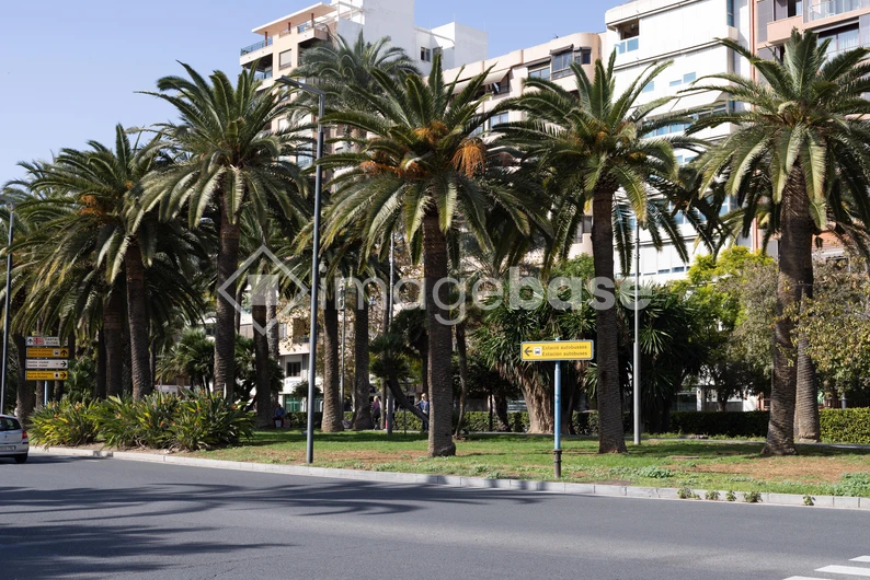 Urban Palm Oasis