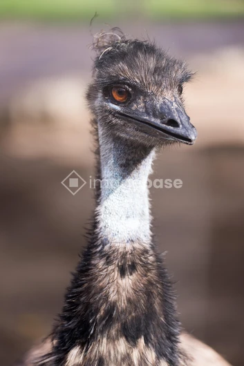Close-up of an Emu