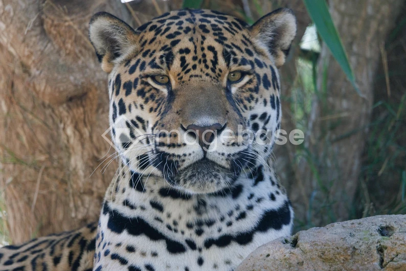 Majestic Jaguar Portrait