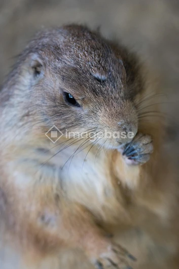 Close-up of a Prairie Dog
