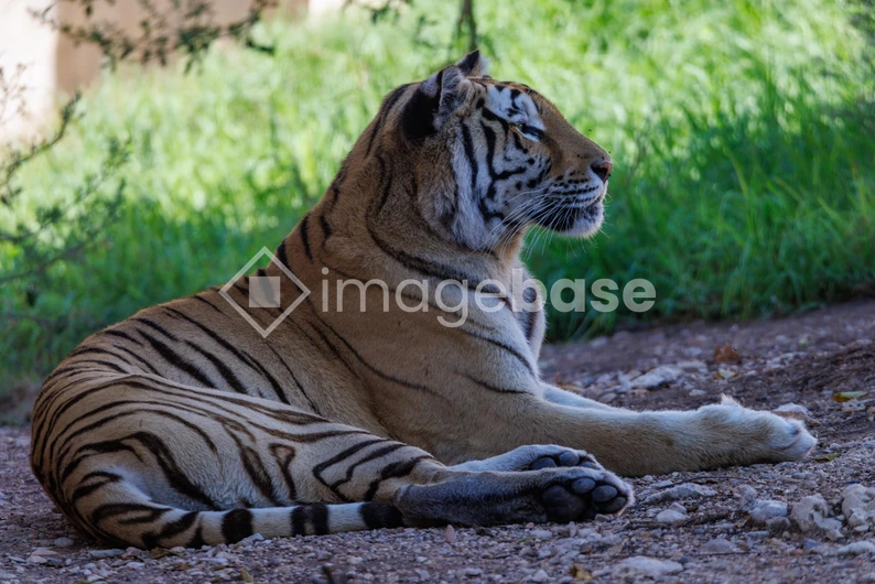 Resting Tiger in Nature