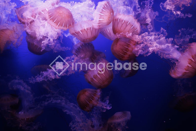 Mesmerizing Jellyfish Display