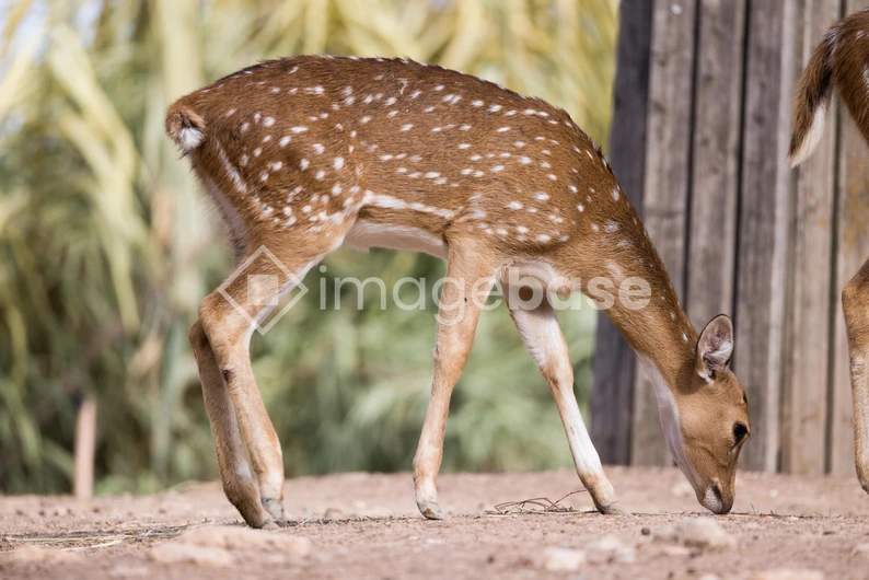Spotted Deer in Natural Habitat
