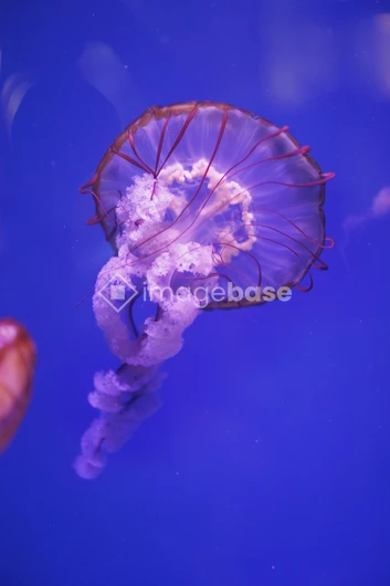 Graceful Jellyfish