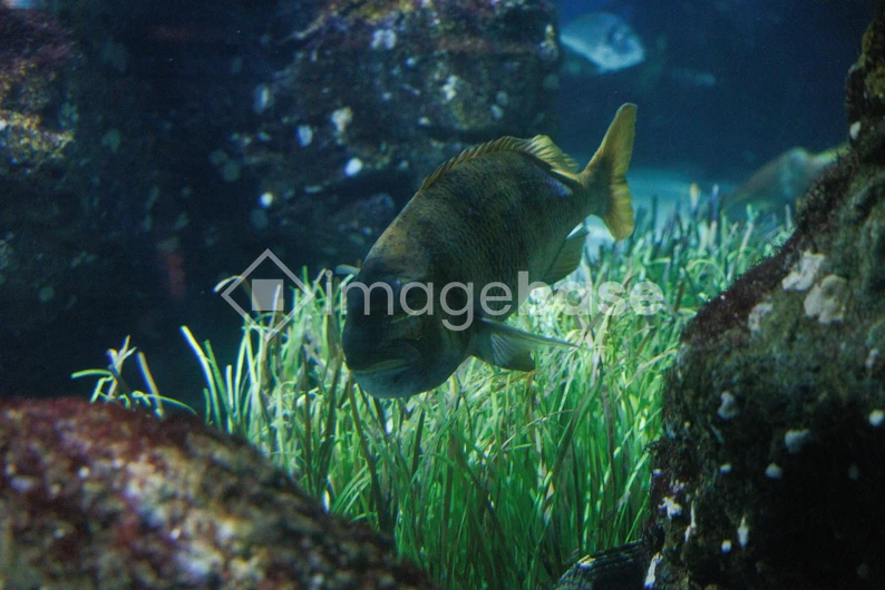 Underwater Serenity