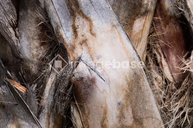 Close-up of Tree Bark
