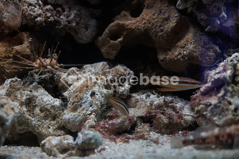 Underwater Reef Scene