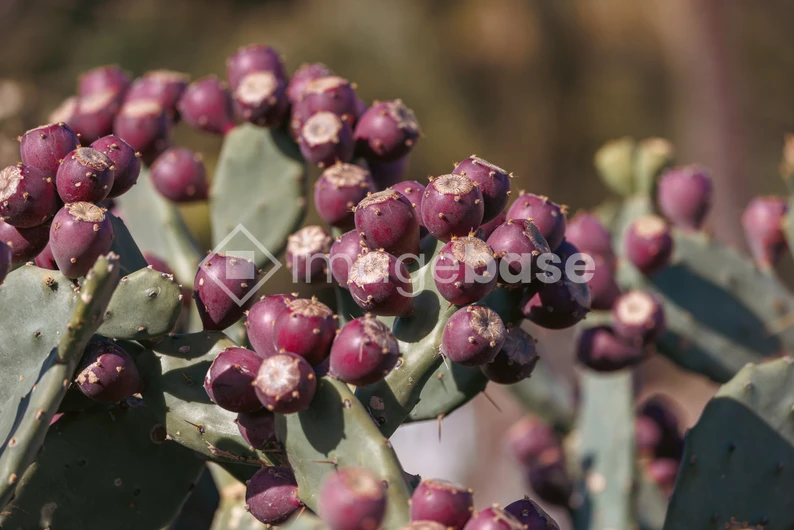 Prickly Pear Cactus