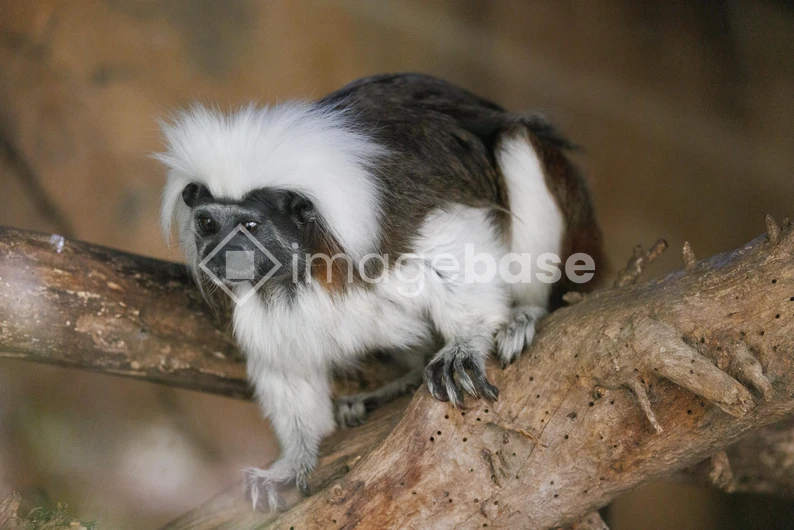 White-Throated Squirrel Monkey