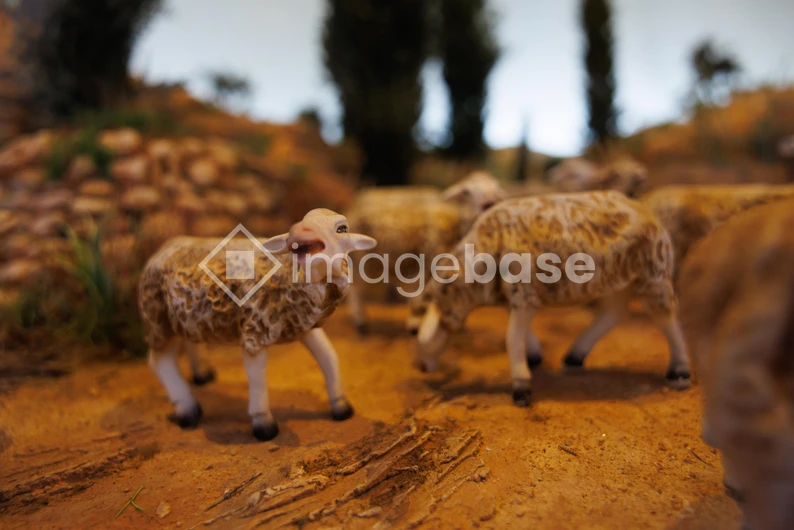 Miniature Sheep Scenery