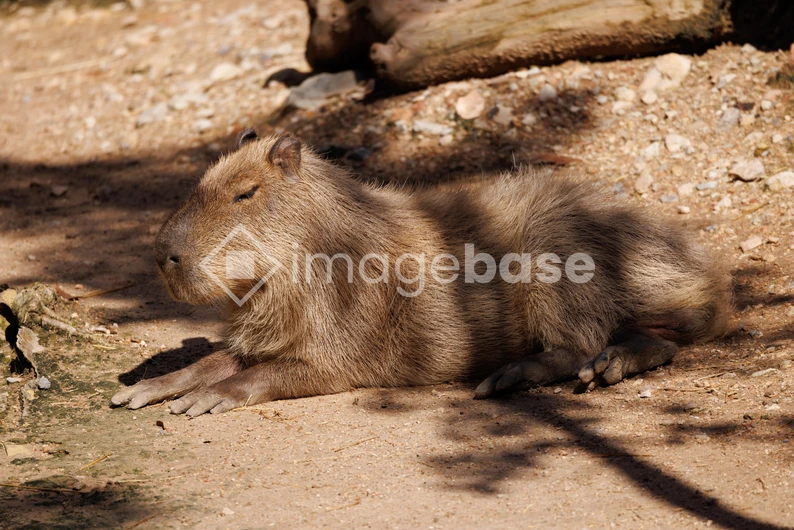Resting Capybara