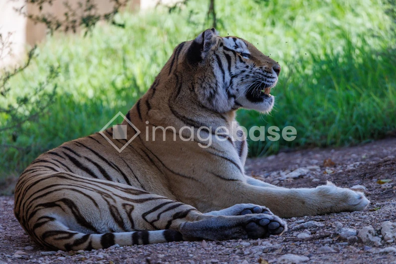 Resting Tiger