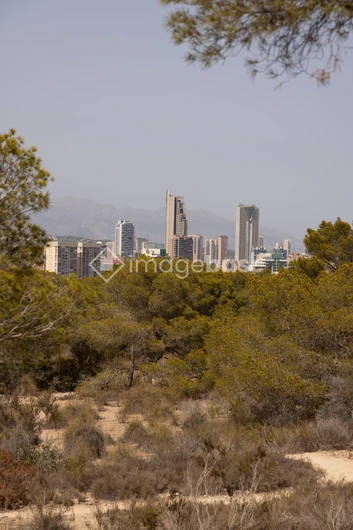 City Skyline with Natural Foreground