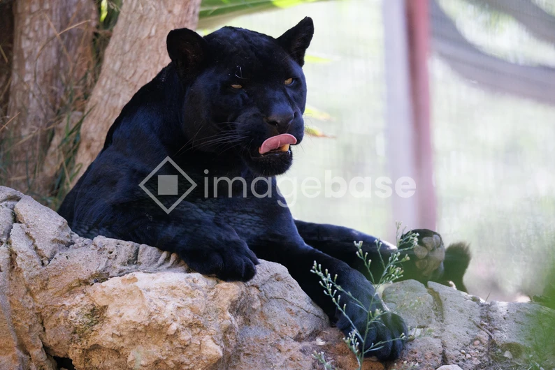 Majestic Black Panther Resting