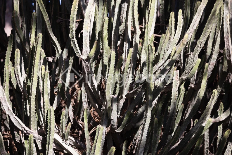 Desert Cactus Close-up
