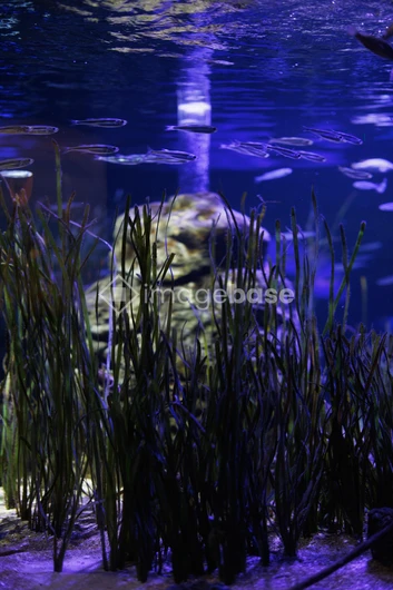 Underwater Serenity