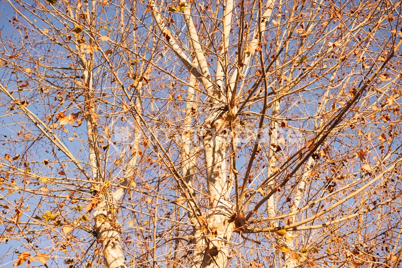 Autumn Tree Branches