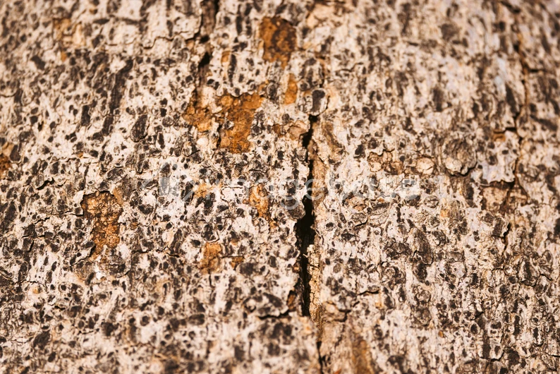Close-Up of Tree Bark