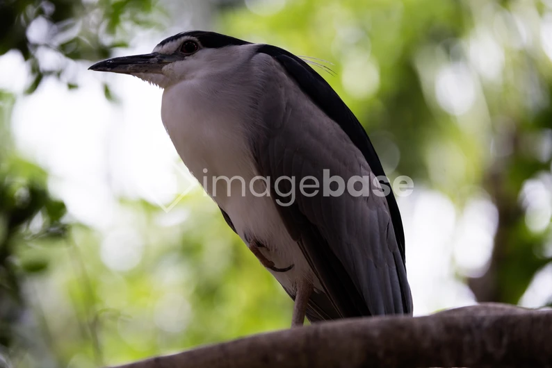 Resting Heron on a Branch