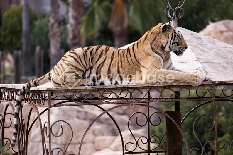 Resting Tiger