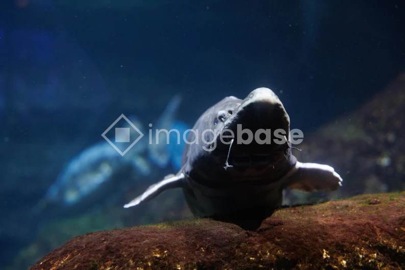 Underwater Aquatic Creature
