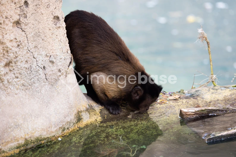 Monkey Drinking at Water's Edge