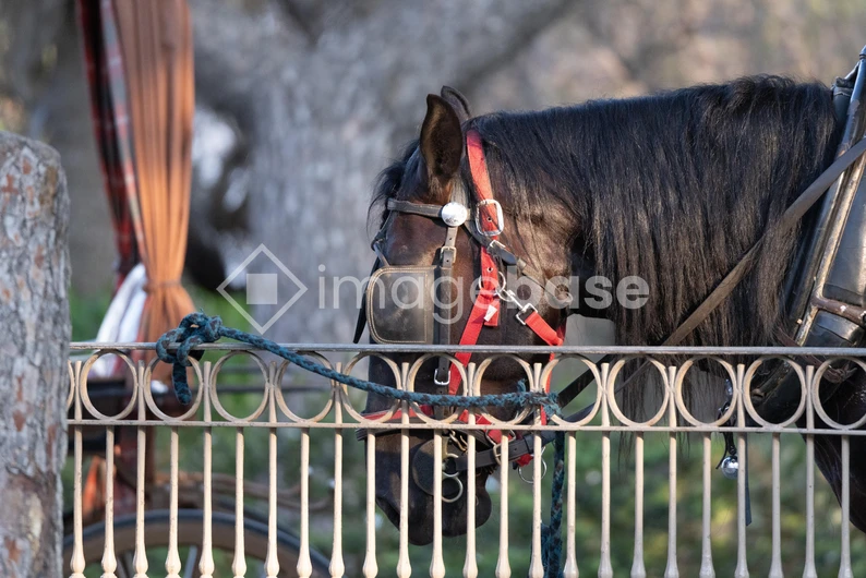 Horse Drawn Carriage