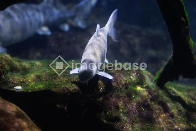 Serene Underwater Scene