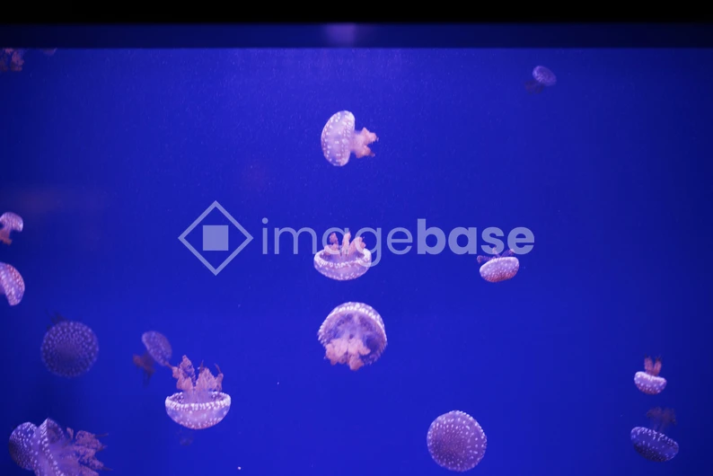 Jellyfish in the Deep Blue