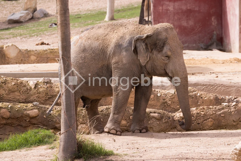 Elephant in Enclosure