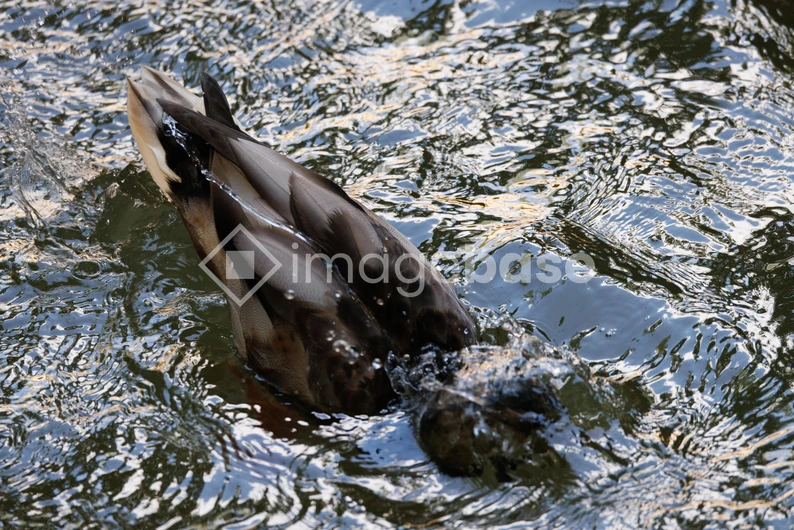 Duck Diving in Rippling Water