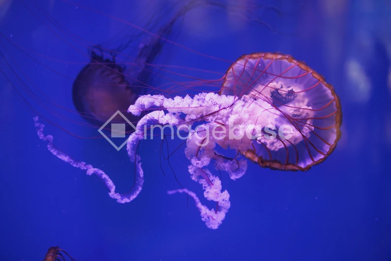 Elegant Jellyfish in Blue Ocean