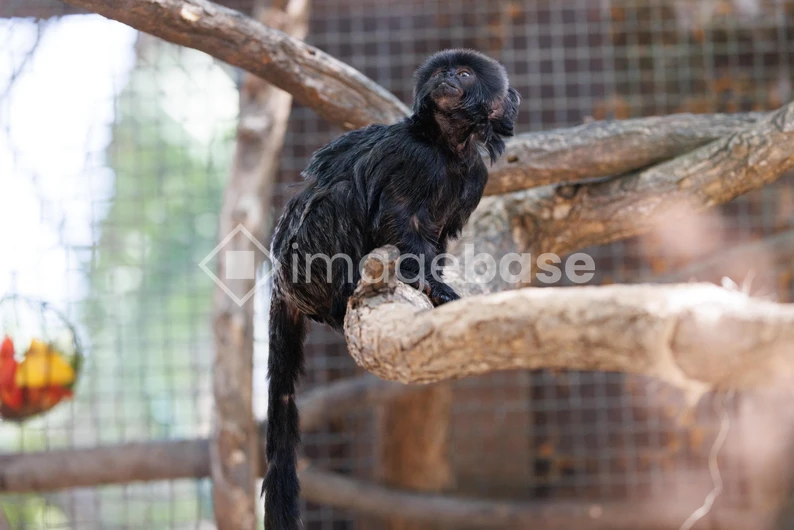 Black Monkey on Tree Branch