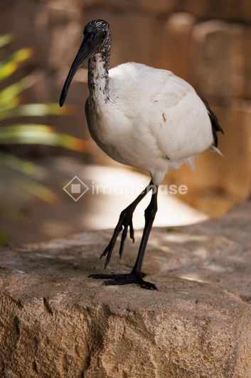 Majestic Bird on Rock
