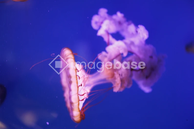 Elegant Jellyfish in the Deep Blue