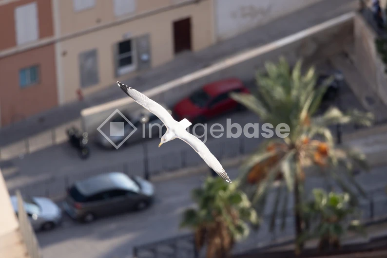 Seagull in Flight