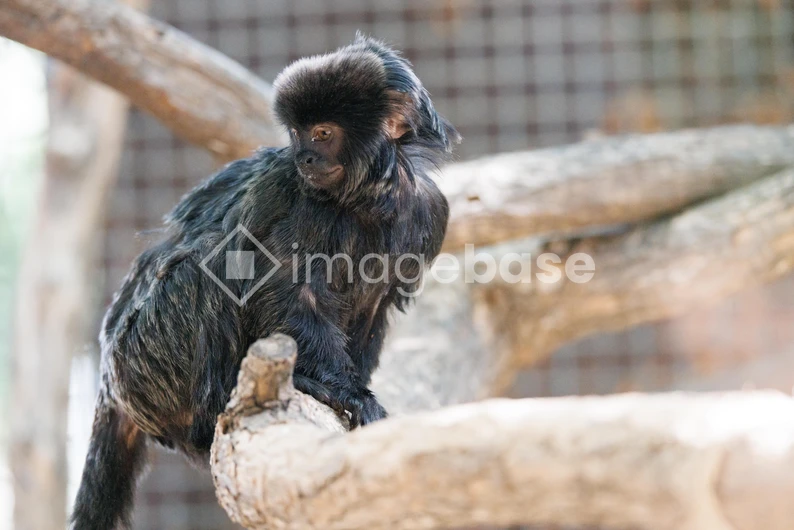 Monkey on a Branch